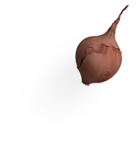 onion-1 Onion 1