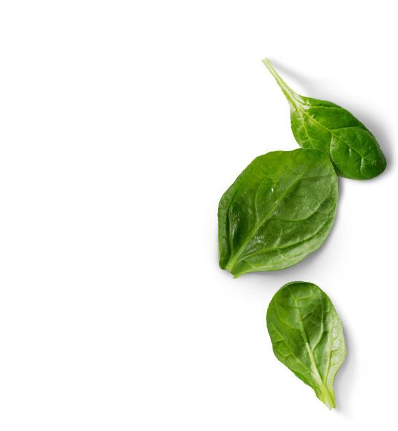 spina Spina